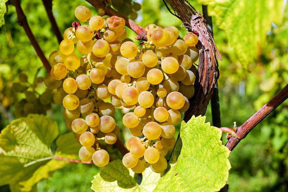 Riesling-Schlemmertage - 3 Tage Urlaub